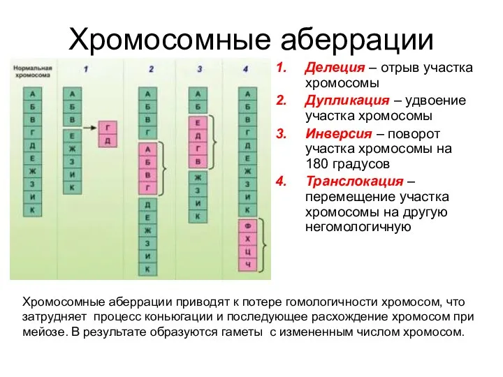 Хромосомные аберрации Делеция – отрыв участка хромосомы Дупликация – удвоение участка