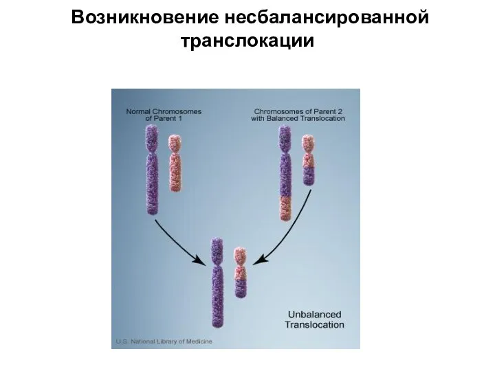 Возникновение несбалансированной транслокации