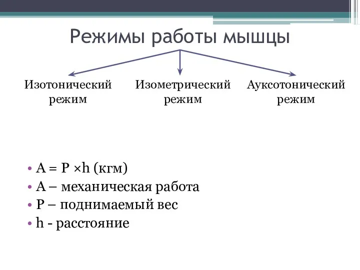 Режимы работы мышцы А = P ×h (кгм) А – механическая