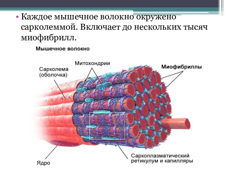 Каждое мышечное волокно окружено сарколеммой. Включает до нескольких тысяч миофибрилл.