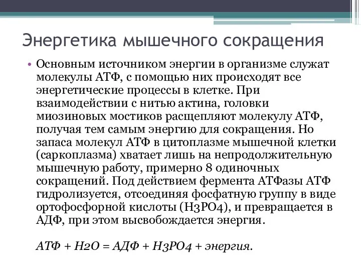 Энергетика мышечного сокращения Основным источником энергии в организме служат молекулы АТФ,