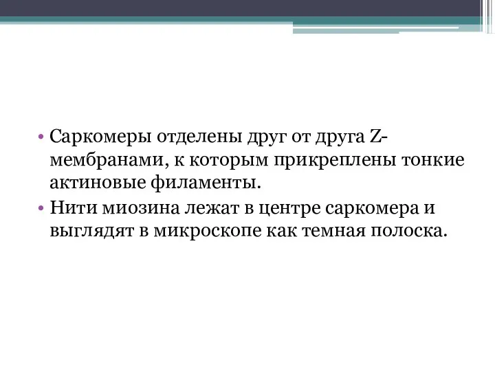 Саркомеры отделены друг от друга Z-мембранами, к которым прикреплены тонкие актиновые