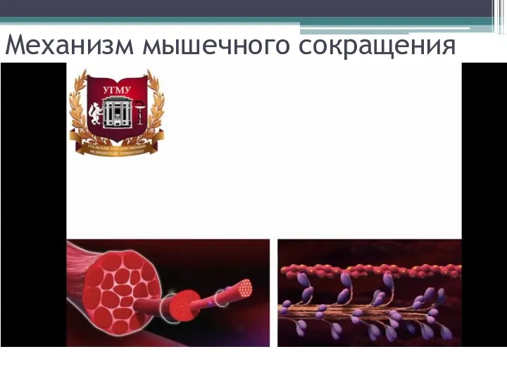 Механизм мышечного сокращения