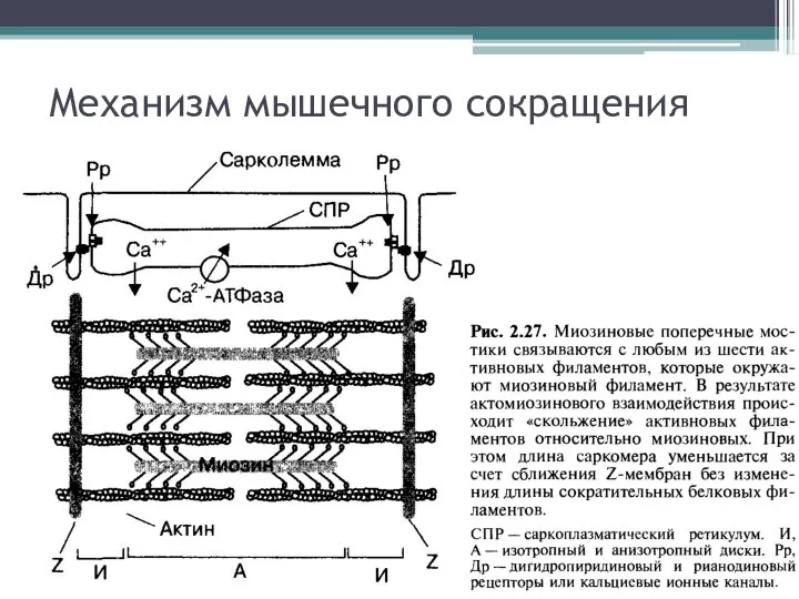 Механизм мышечного сокращения