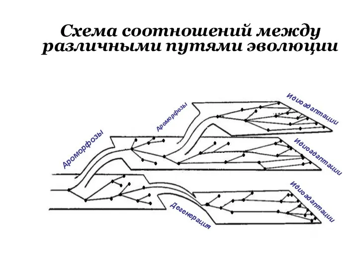 Схема соотношений между различными путями эволюции Ароморфозы Ароморфозы Идиоадаптации Идиоадаптации Идиоадаптации Дегенерация