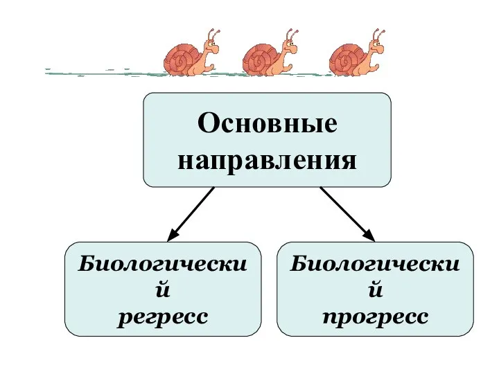 Основные направления Биологический регресс Биологический прогресс