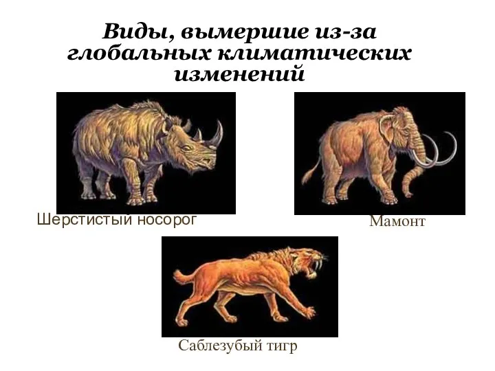 Виды, вымершие из-за глобальных климатических изменений Шерстистый носорог Мамонт Саблезубый тигр