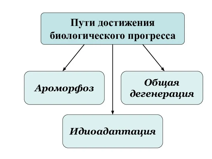 Пути достижения биологического прогресса Ароморфоз Идиоадаптация Общая дегенерация