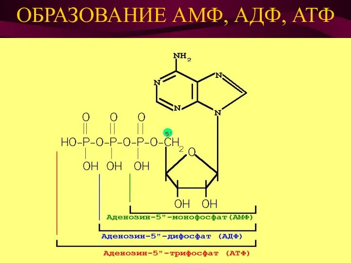 ОБРАЗОВАНИЕ АМФ, АДФ, АТФ