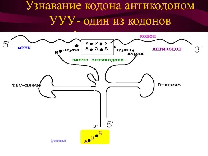 Узнавание кодона антикодоном УУУ- один из кодонов фенилаланина