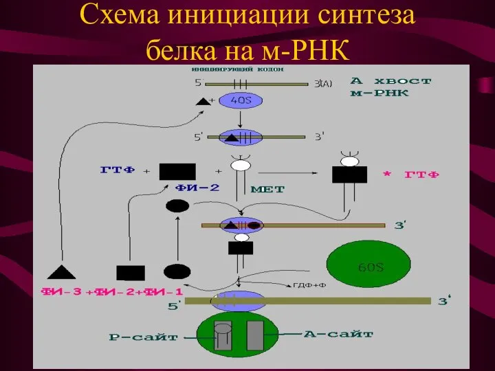 Схема инициации синтеза белка на м-РНК