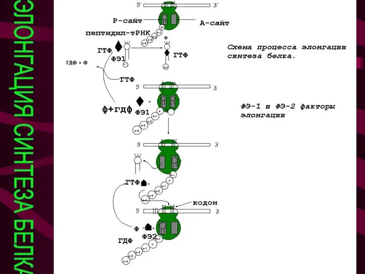 ЭЛОНГАЦИЯ СИНТЕЗА БЕЛКА Элонгация синтеза белка