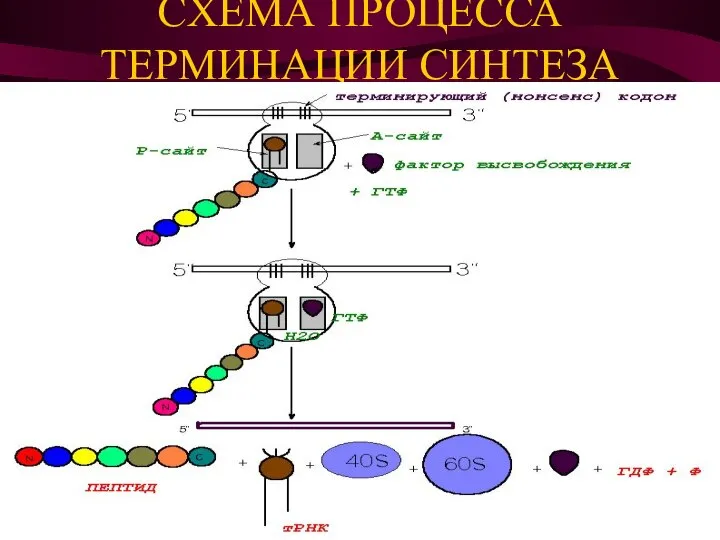 CХЕМА ПРОЦЕССА ТЕРМИНАЦИИ СИНТЕЗА БЕЛКА