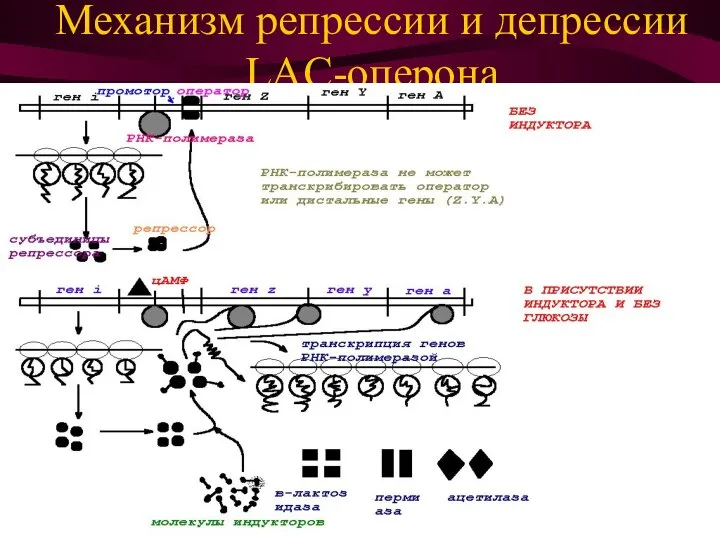 Механизм репрессии и депрессии LAC-оперона