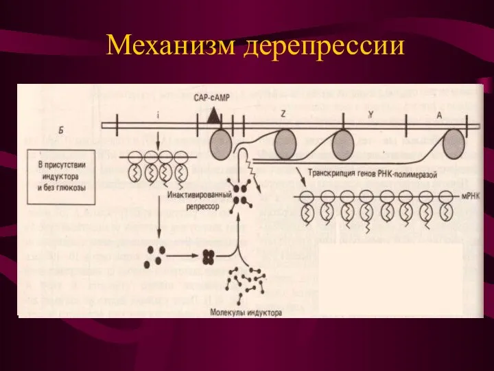 Механизм дерепрессии