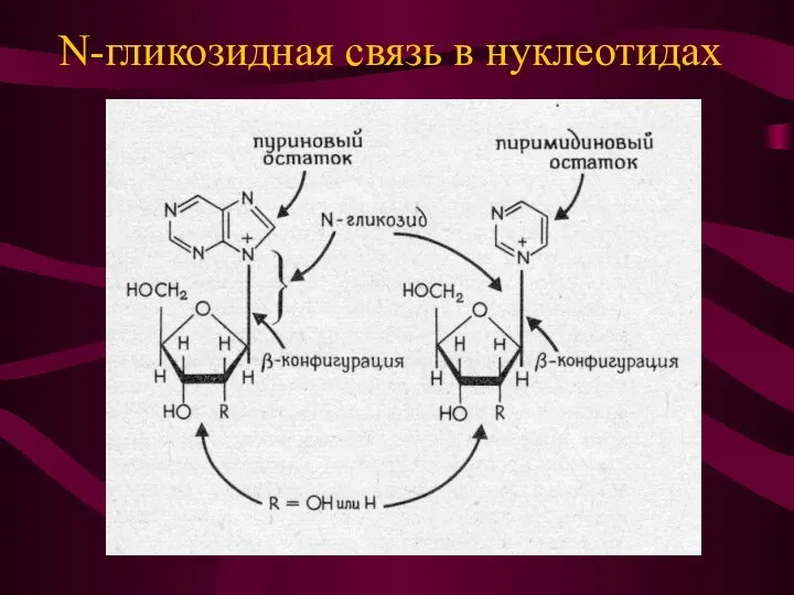 N-гликозидная связь в нуклеотидах