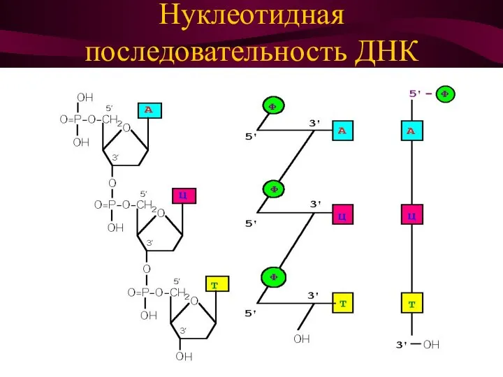 Нуклеотидная последовательность ДНК