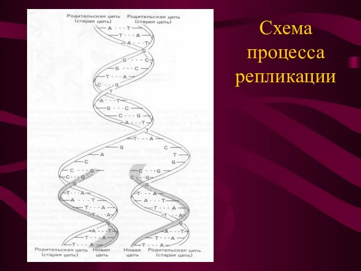 Схема процесса репликации