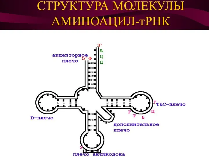 СТРУКТУРА МОЛЕКУЛЫ АМИНОАЦИЛ-тРНК