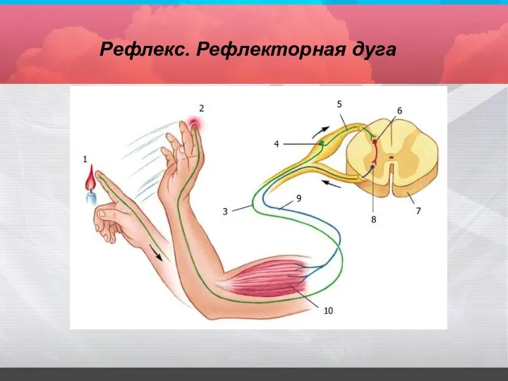 Рефлекс. Рефлекторная дуга