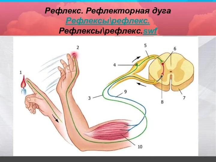 Рефлекс. Рефлекторная дуга Рефлексы\рефлекс.Рефлексы\рефлекс.swf