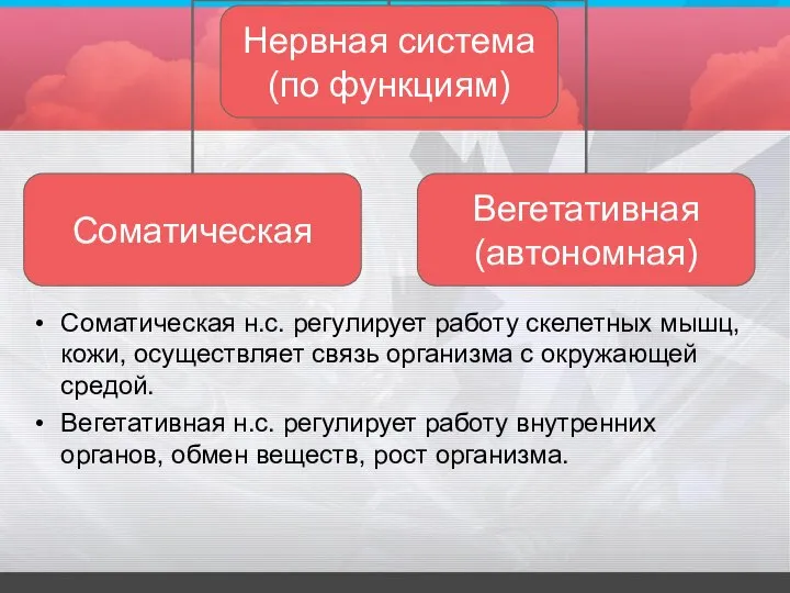 Соматическая н.с. регулирует работу скелетных мышц, кожи, осуществляет связь организма с