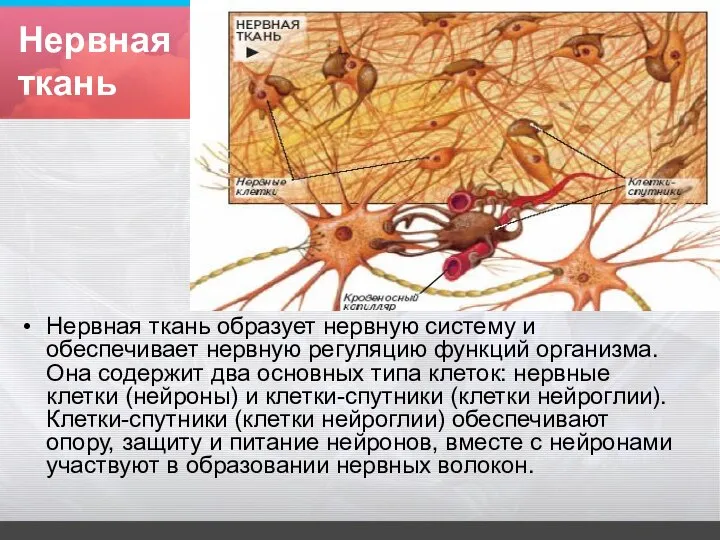 Нервная ткань Нервная ткань образует нервную систему и обеспечивает нервную регуляцию