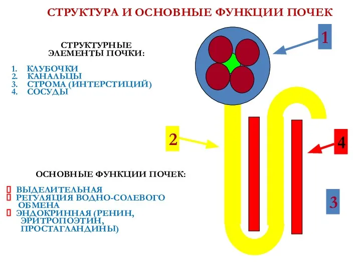 СТРУКТУРА И ОСНОВНЫЕ ФУНКЦИИ ПОЧЕК СТРУКТУРНЫЕ ЭЛЕМЕНТЫ ПОЧКИ: 1. КЛУБОЧКИ 2.