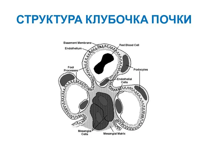 СТРУКТУРА КЛУБОЧКА ПОЧКИ