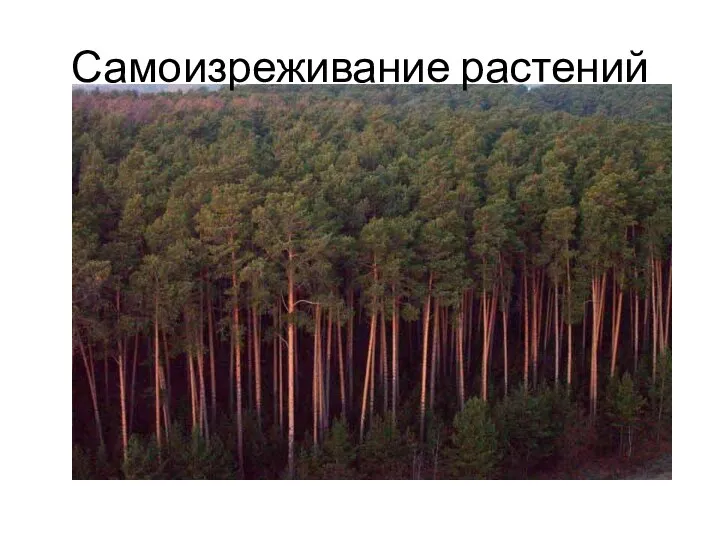 Самоизреживание растений