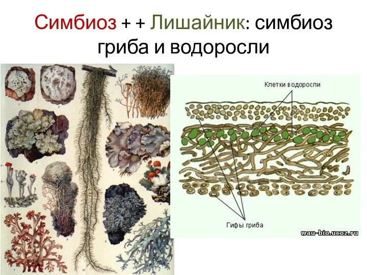 Симбиоз + + Лишайник: симбиоз гриба и водоросли