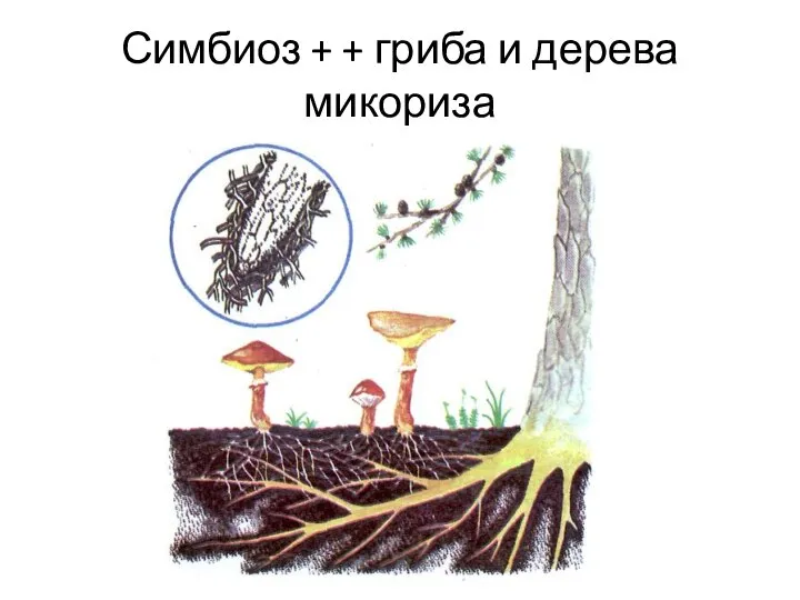 Симбиоз + + гриба и дерева микориза