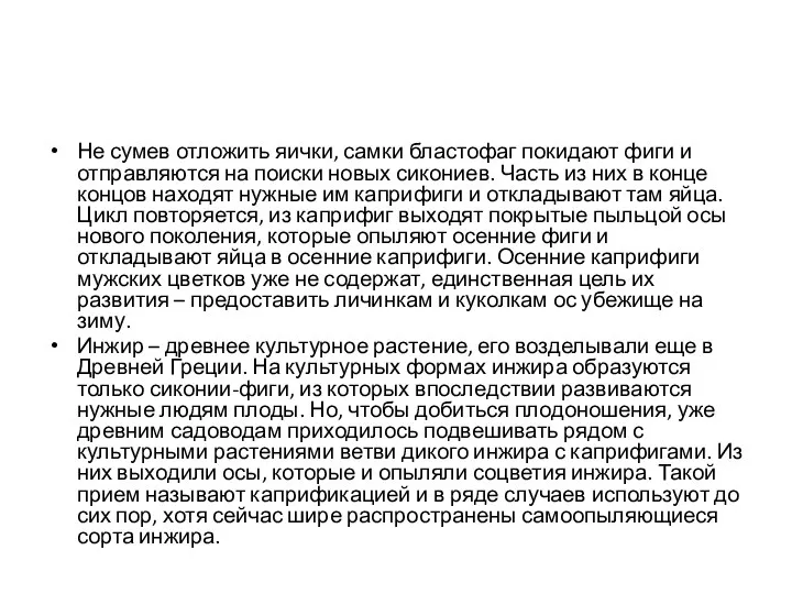 Не сумев отложить яички, самки бластофаг покидают фиги и отправляются на