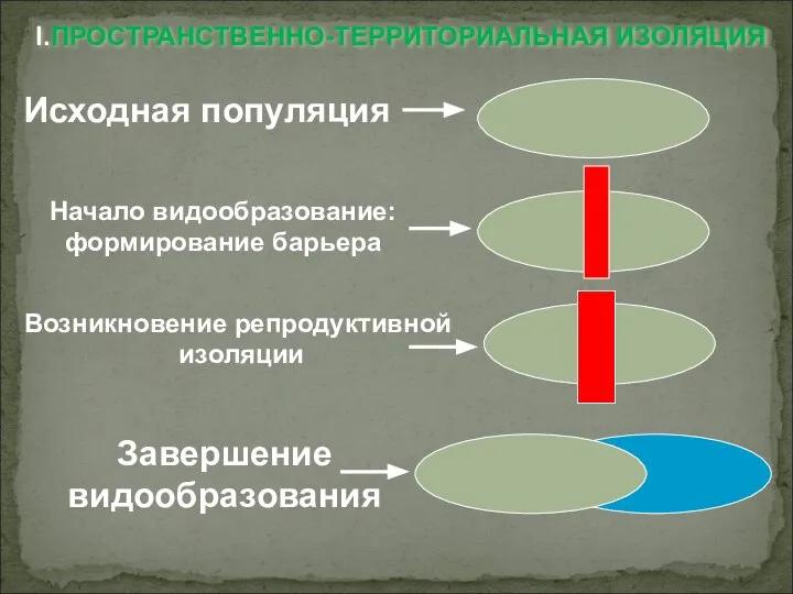 I.ПРОСТРАНСТВЕННО-ТЕРРИТОРИАЛЬНАЯ ИЗОЛЯЦИЯ Исходная популяция Начало видообразование: формирование барьера Возникновение репродуктивной изоляции Завершение видообразования