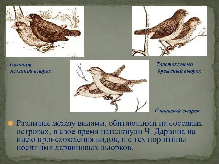Различия между видами, обитающими на соседних островах, в свое время натолкнули