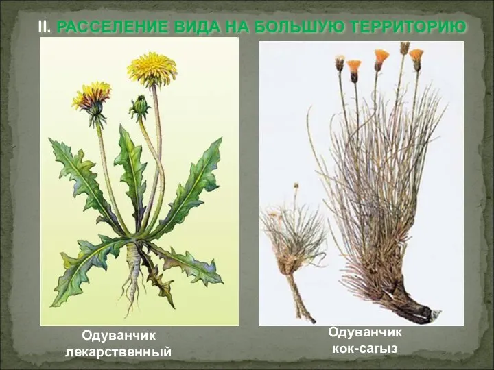 II. РАССЕЛЕНИЕ ВИДА НА БОЛЬШУЮ ТЕРРИТОРИЮ Одуванчик лекарственный Одуванчик кок-сагыз