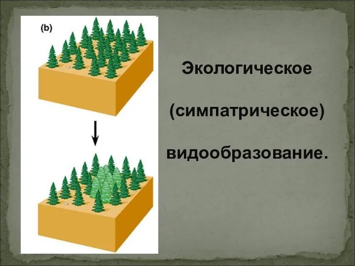 Экологическое (симпатрическое) видообразование.