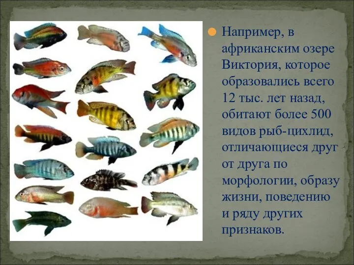 Например, в африканским озере Виктория, которое образовались всего 12 тыс. лет