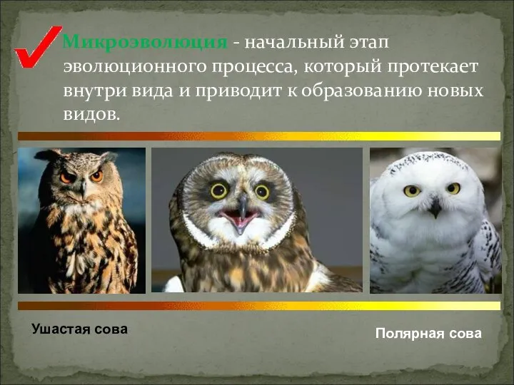 Микроэволюция - начальный этап эволюционного процесса, который протекает внутри вида и