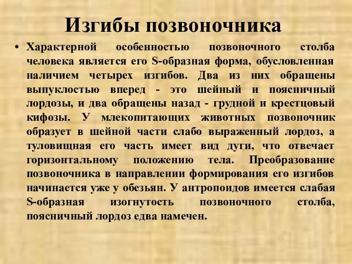 Изгибы позвоночника Характерной особенностью позвоночного столба человека является его S-образная форма,