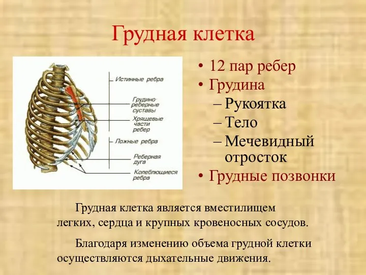 Грудная клетка 12 пар ребер Грудина Рукоятка Тело Мечевидный отросток Грудные