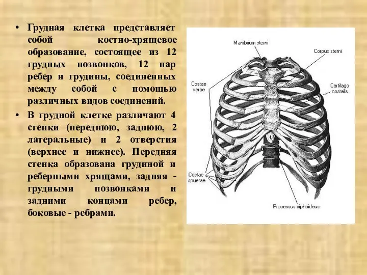 Грудная клетка представляет собой костно-хрящевое образование, состоящее из 12 грудных позвонков,