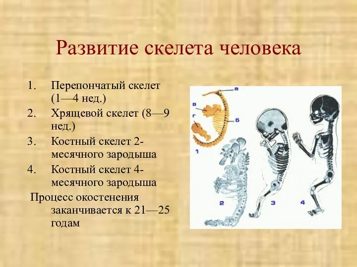 Развитие скелета человека Перепончатый скелет (1—4 нед.) Хрящевой скелет (8—9 нед.)