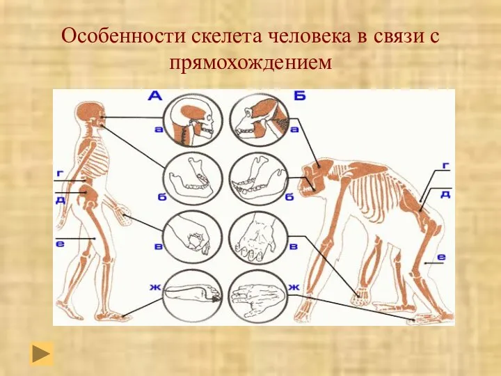 Особенности скелета человека в связи с прямохождением