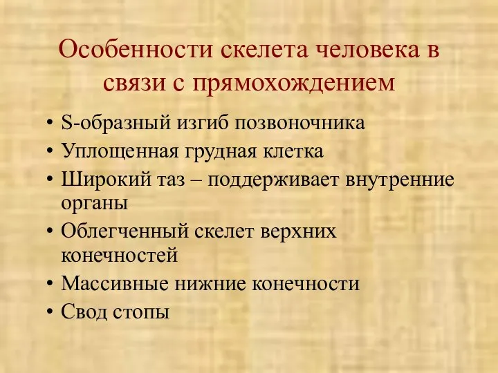 Особенности скелета человека в связи с прямохождением S-образный изгиб позвоночника Уплощенная