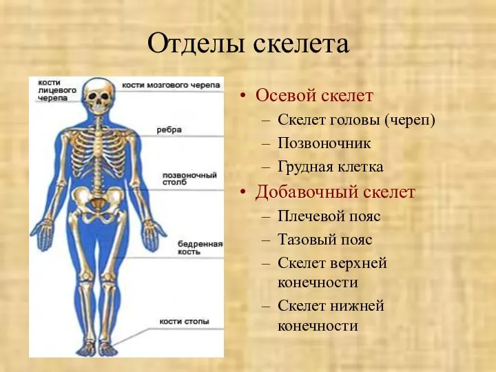 Отделы скелета Осевой скелет Скелет головы (череп) Позвоночник Грудная клетка Добавочный