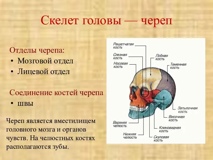Скелет головы — череп Отделы черепа: Мозговой отдел Лицевой отдел Соединение