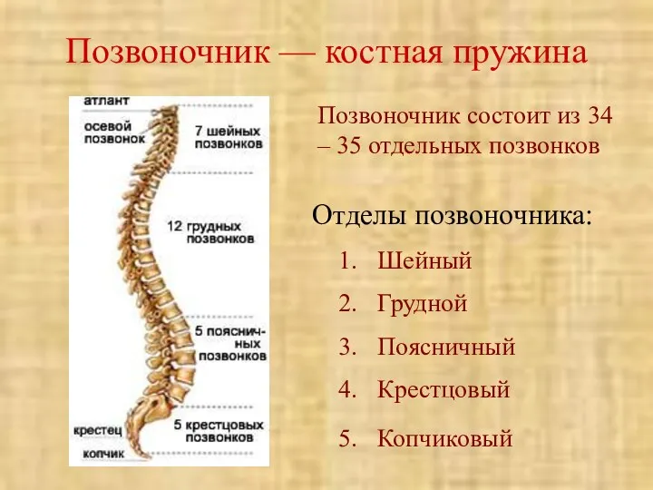 Позвоночник — костная пружина Позвоночник состоит из 34 – 35 отдельных