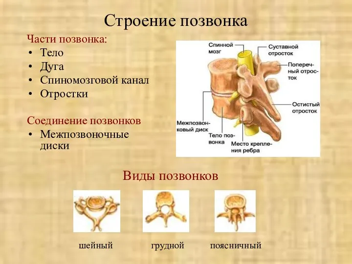 Строение позвонка Части позвонка: Тело Дуга Спиномозговой канал Отростки Соединение позвонков