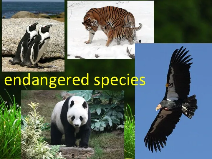 endangered species